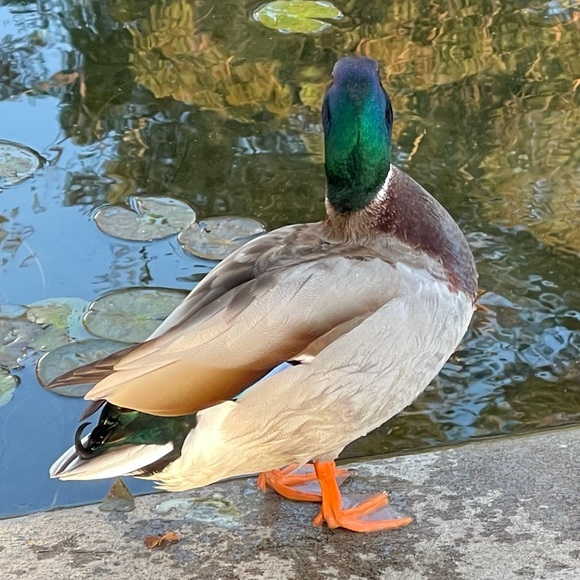 mallardlove